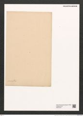 Entopyla ornata Grun. (de-Toni-Nr.: Genus 101, Species 3103) Zeichnungen Sammlung Grunow (NHMW-BOT-W0374974)